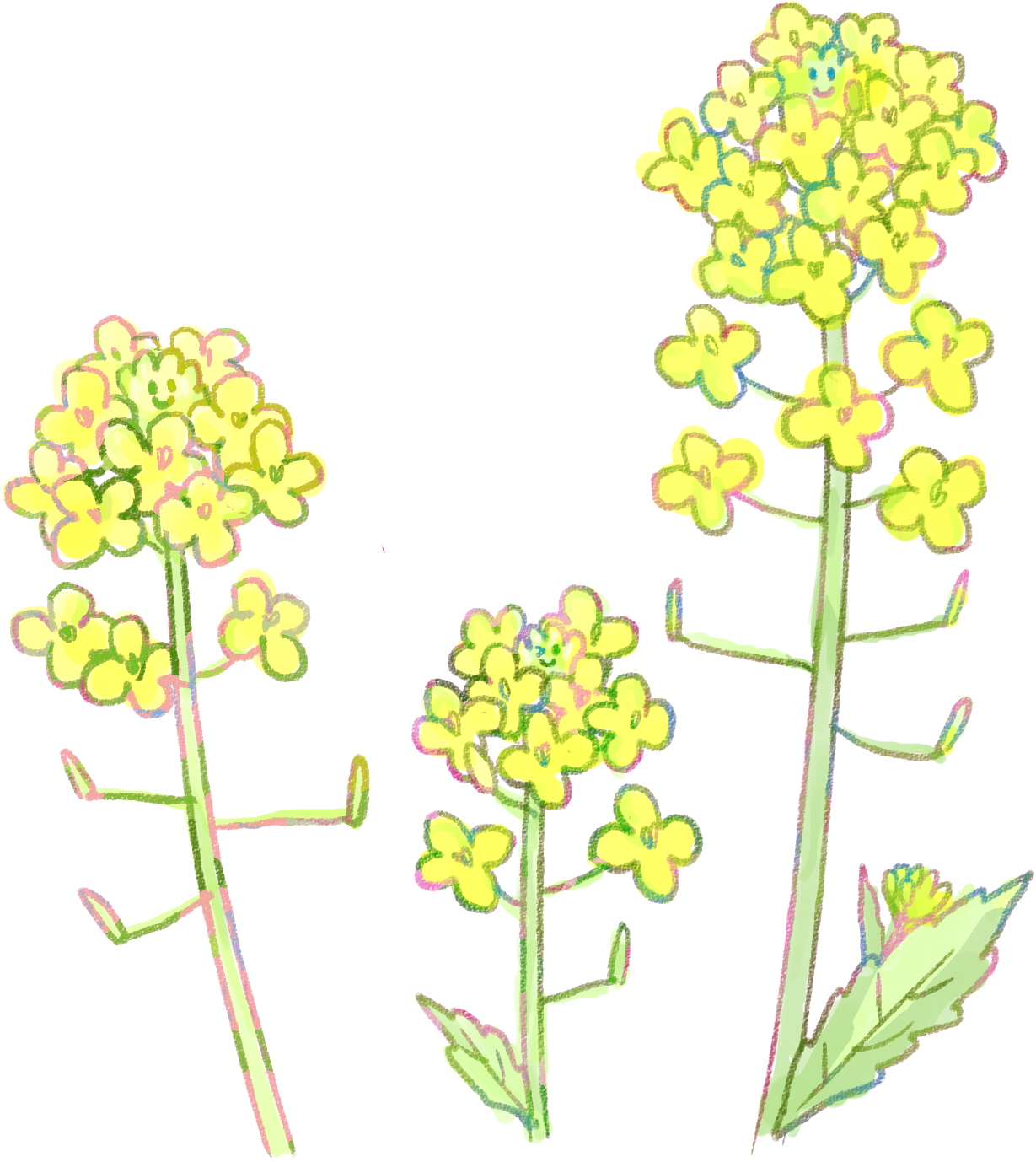 菜の花イラスト 早春の挿絵に 1輪 3輪 ライン 可愛い無料イラスト素材集